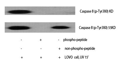 Caspase-8 (Phospho-Tyr380) Polyclonal Antibody