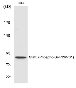 Stat5 (Phospho-Ser726/731) Polyclonal Antibody