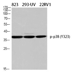 p38 (Phospho-Tyr323) Polyclonal Antibody