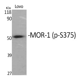 MOR-1 (Phospho-Ser375) Polyclonal Antibody