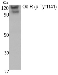 Ob-R (Phospho-Tyr1141) Polyclonal Antibody