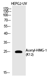HMG-1 (Acetyl-Lys12) Polyclonal Antibody
