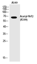 Nrf2 (Acetyl-Lys599) Polyclonal Antibody