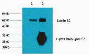 Lamin B1 Monoclonal Antibody