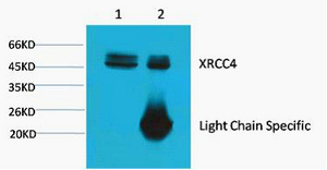 XRCC4 Monoclonal Antibody