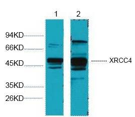 XRCC4 Monoclonal Antibody