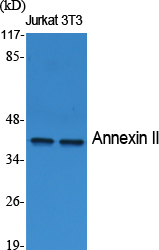 Annexin II Polyclonal Antibody