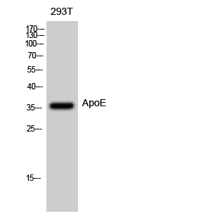 ApoE Polyclonal Antibody