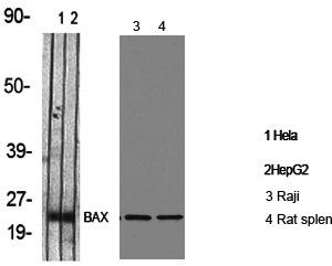 Bax Polyclonal Antibody - SAB | Signalway Antibody