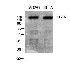 EGFR Polyclonal Antibody