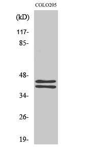 ERK 1/2 Polyclonal Antibody