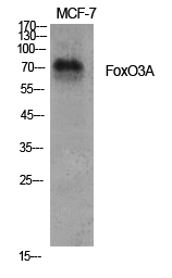 FoxO3A Polyclonal Antibody