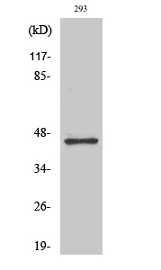 GSK3β Polyclonal Antibody