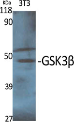GSK3β Polyclonal Antibody