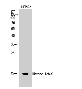 Histone H2A.X Polyclonal Antibody