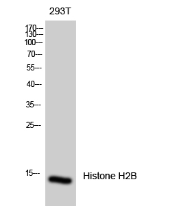 Histone H2B Polyclonal Antibody