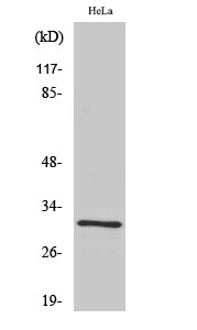 IL-1β Polyclonal Antibody