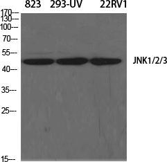 JNK1/2/3 Polyclonal Antibody
