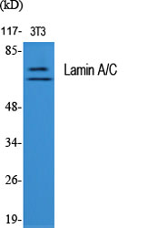 Lamin A/C Polyclonal Antibody