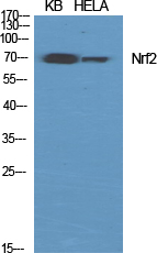 Nrf2 Polyclonal Antibody - SAB | Signalway Antibody