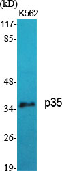 p35 Polyclonal Antibody