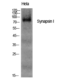 Synapsin I Polyclonal Antibody