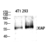 XIAP Polyclonal Antibody