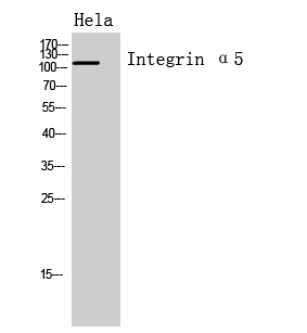 Integrin α5 Polyclonal Antibody