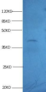 KS19.1 Monoclonal Antibody