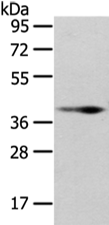 WNT10B Antibody