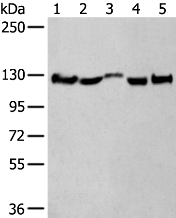 CNTN1 Antibody