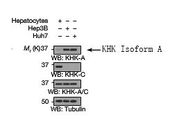 KHK Isoform A Antibody