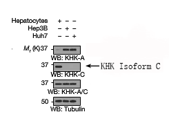 KHK Isoform C Antibody - SAB | Signalway Antibody
