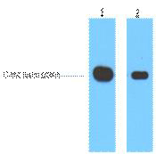 Myc-Tag Monoclonal Antibody(3E8)
