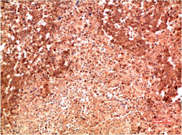 P38 Mouse Monoclonal Antibody(8C11) 