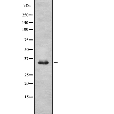 OR52R1 Antibody