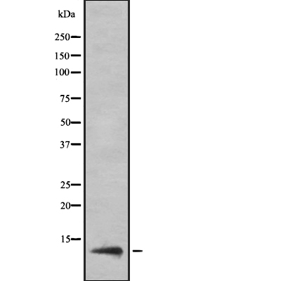 KKLC1 Antibody