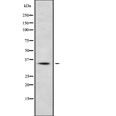 HOXC13 Antibody
