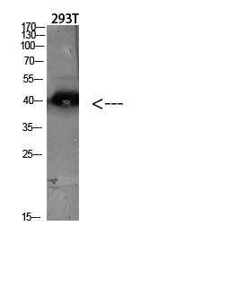 CKR-5 Polyclonal Antibody