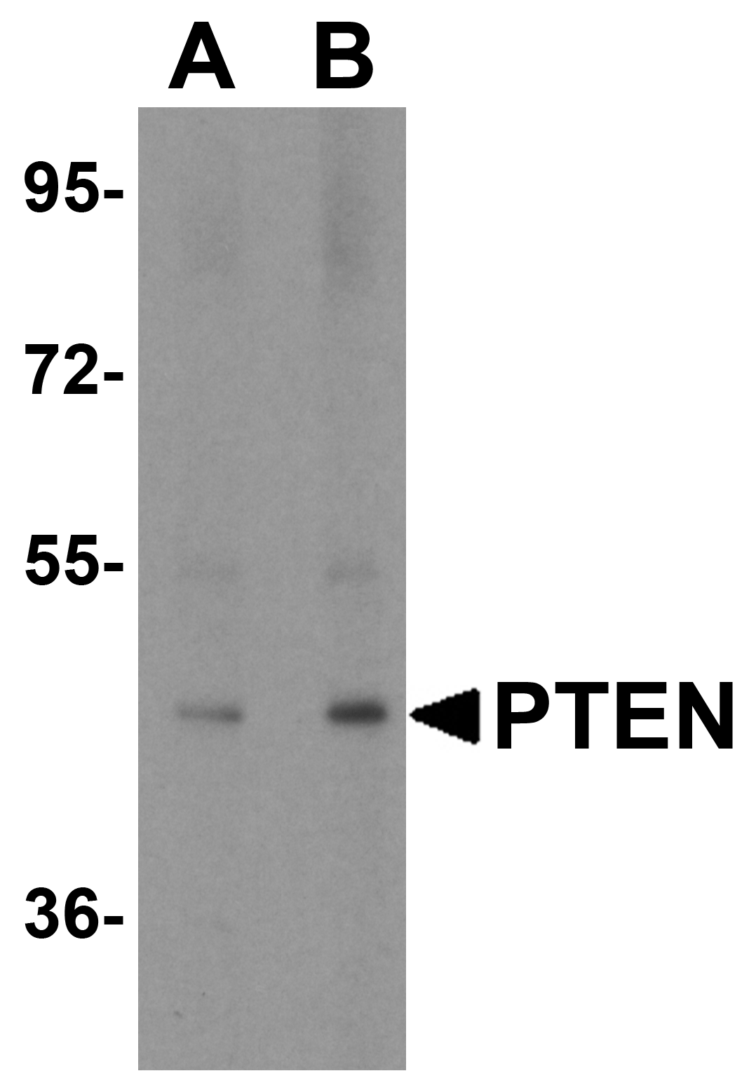 PTEN Antibody
