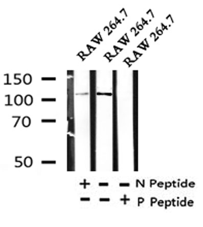 NLRP3(Phospho-Ser295) Antibody