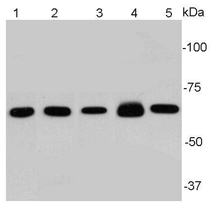 NF-κB p65 Antibody