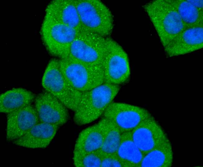 ASK1 Rabbit mAb - SAB | Signalway Antibody