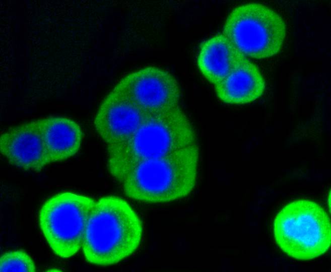 Lysozyme Rabbit mAb - SAB | Signalway Antibody