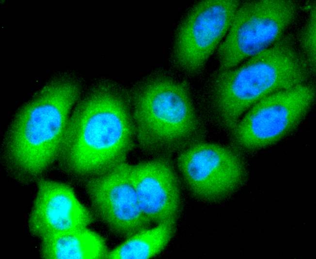 CD13 Rabbit mAb - SAB | Signalway Antibody