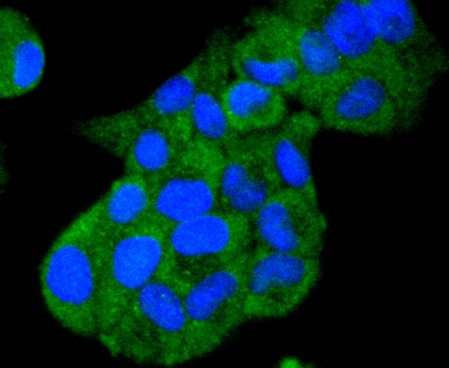 Hsp105 Rabbit mAb - SAB | Signalway Antibody