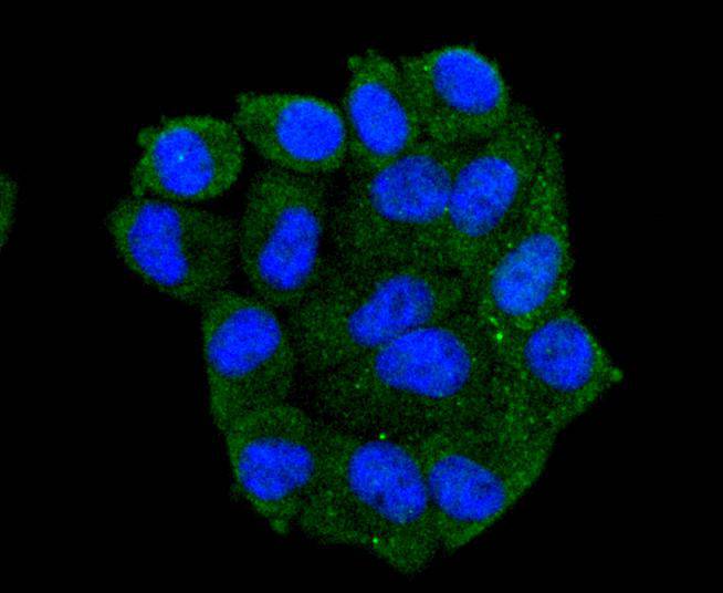 Hsp105 Rabbit mAb - SAB | Signalway Antibody
