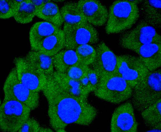 Hsp105 Rabbit mAb - SAB | Signalway Antibody