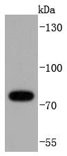 Western blot analysis of RIP on Hela cells lysates using anti-RIP antibody at 1/1,000 dilution.