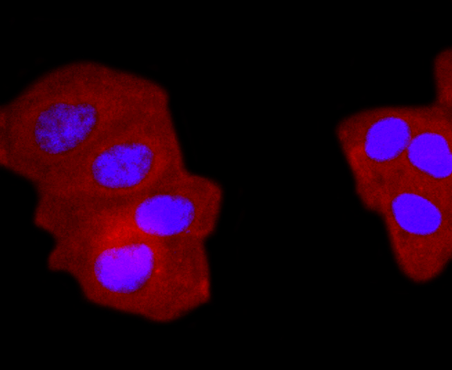 gamma Tubulin Rabbit mAb - SAB | Signalway Antibody